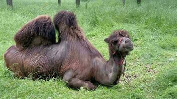 A brown camel with long hair lies on the green grass and chews slowly. Funny muzzle of an animal. video