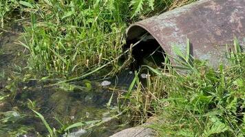 rifiuto acqua flussi su di il tubo in il stagno. il problema di liquame inquinamento. video