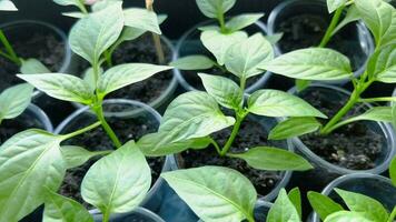 Small seedlings of pepper grow before planting in the ground in plastic cups. video