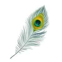 Peacock feather isolated realistic vector icon