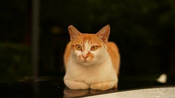 One cute cat having a rest in the yard photo