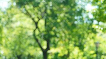 The blurred spring view with the bright sunlight and green trees as background photo