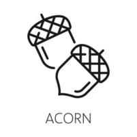 Oak or acorn nut fruit isolated outline icon vector