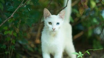 One cute cat having a rest in the yard photo