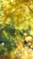 The blurred autumn view with the yellow golden leaves on the trees in autumn photo