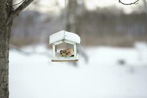 Bird feeder on the background of a winter landscape. photo