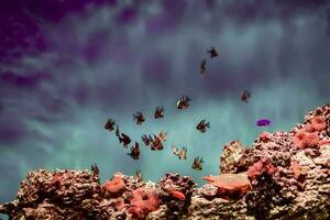 Beautiful underwater background with tropical colorful fish and corals. photo