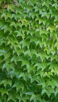 Arranged leaves of wild grapes.Vertical background from a set of green leaves. photo