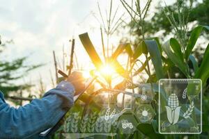 creciente maíz en agrícola granja plantado con tecnología, inteligente agricultura con iot, infografía. precisión agricultura 4.0, moderno tecnologías en agricultura, raza desarrollo, calidad controlar foto