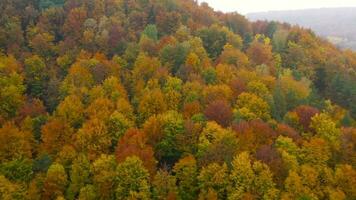 Visualizza a partire dal il altezza su un' luminosa giallo autunno foresta video