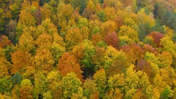 Visualizza a partire dal il altezza su un' luminosa giallo autunno foresta video