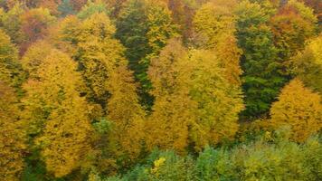 ver desde el altura en un brillante amarillo otoño bosque video