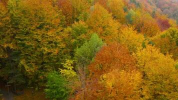 ver desde el altura en un brillante amarillo otoño bosque video