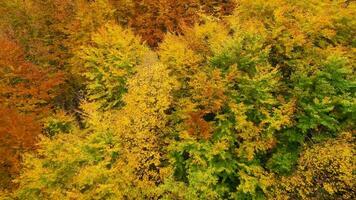 Visualizza a partire dal il altezza su un' luminosa giallo autunno foresta video
