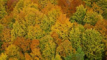 Visão a partir de a altura em uma brilhante amarelo outono floresta video
