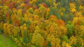 vue de le la taille sur une brillant Jaune l'automne forêt video