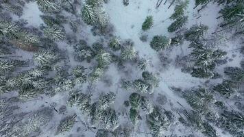 vlucht over- de winter met sneeuw bedekt Woud. winter Woud net zo achtergrond video