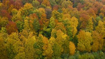 Visualizza a partire dal il altezza su un' luminosa giallo autunno foresta video