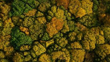 Visualizza a partire dal il altezza su un' luminosa giallo autunno foresta video