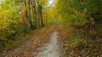 lisse mouvement le long de une forêt chemin dans l'automne. sol est jonché avec brillant Jaune feuilles video