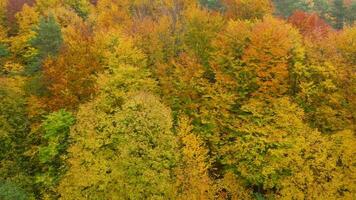 Visão a partir de a altura em uma brilhante amarelo outono floresta video