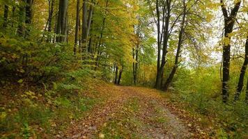 Visualizza a partire dal il altezza su un' luminosa giallo autunno foresta video