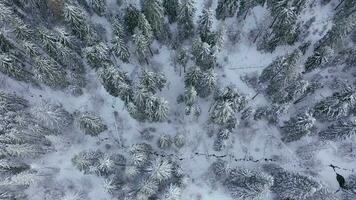 voar sobre a inverno coberto de neve floresta. inverno floresta Como fundo video