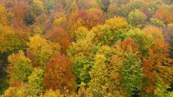 Visão a partir de a altura em uma brilhante amarelo outono floresta video