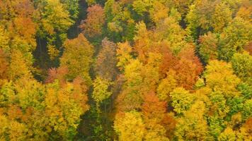 Visualizza a partire dal il altezza su un' luminosa giallo autunno foresta video