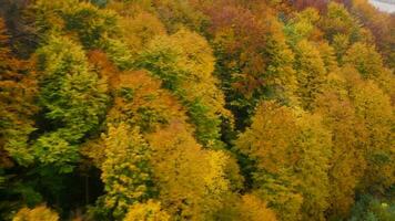 Visualizza a partire dal il altezza su un' luminosa giallo autunno foresta video