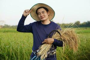 Handsome Asian man wears hat, blue shirt is at paddy field, holds sickle and harvest rice.  Concept, agriculture occupation, farmer grow organic rice. photo