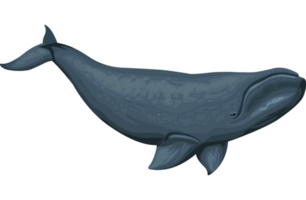 pilot whale sealife png