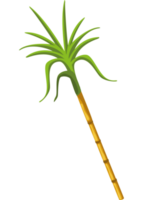 planta indiana lohri png