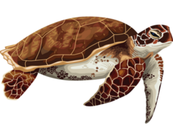 Schildkröte Meereslebewesen Tier png