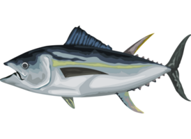 animal de vida marinha barracuda png