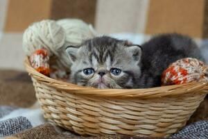 A cute gray striped kitten of an exotic shorthair breed sits in photo