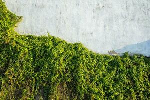 White wall and greenery. Ivy plants Vines. photo
