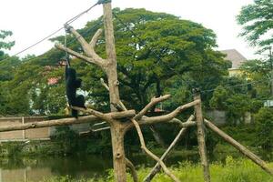 A wild black siamang monkey in the wilderness photo