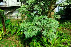 Leaves of a tapioca plant photo