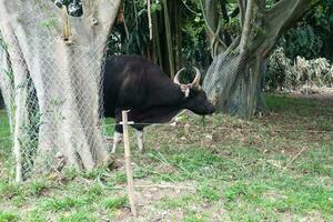 A black bull with horns is eating grass against a backdrop of trees photo