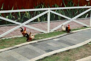 Bantam chicken is a miniature version of the regular chicken photo