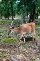 spiral-horned antelope foraging in zoo photo