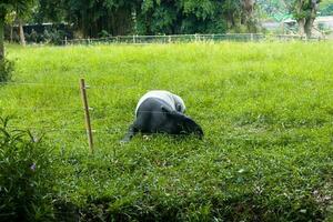 The Malayan tapir Acrocodia indica photo