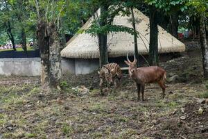 spiral-horned antelope and zebra foraging in zoo photo