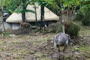 ostrich and zebra foraging in zoo display natural photo