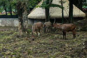 spiral-horned antelope and zebra foraging in zoo photo