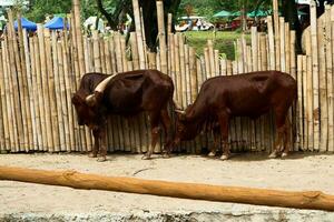 Two Ankole Watusi, a domestic breed of cattle from modern America photo