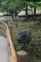 ostrich foraging in zoo display natural photo