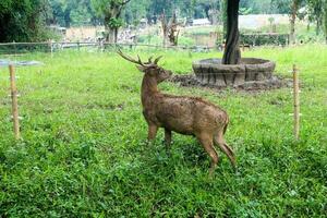 A brown deer with antlers eating grass against a grass background photo