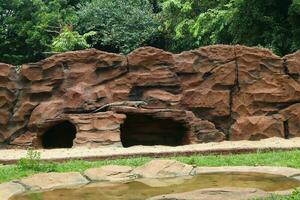 A small Komodo dragon against a background of rocks photo